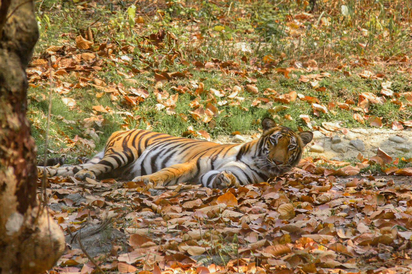 Bengal tiger at Bengal Safari near Siliguri