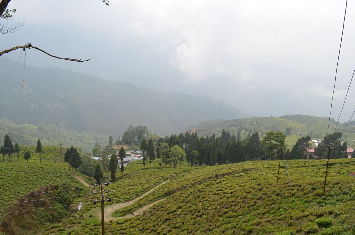 Happy Valley Tea Estate Darjeeling