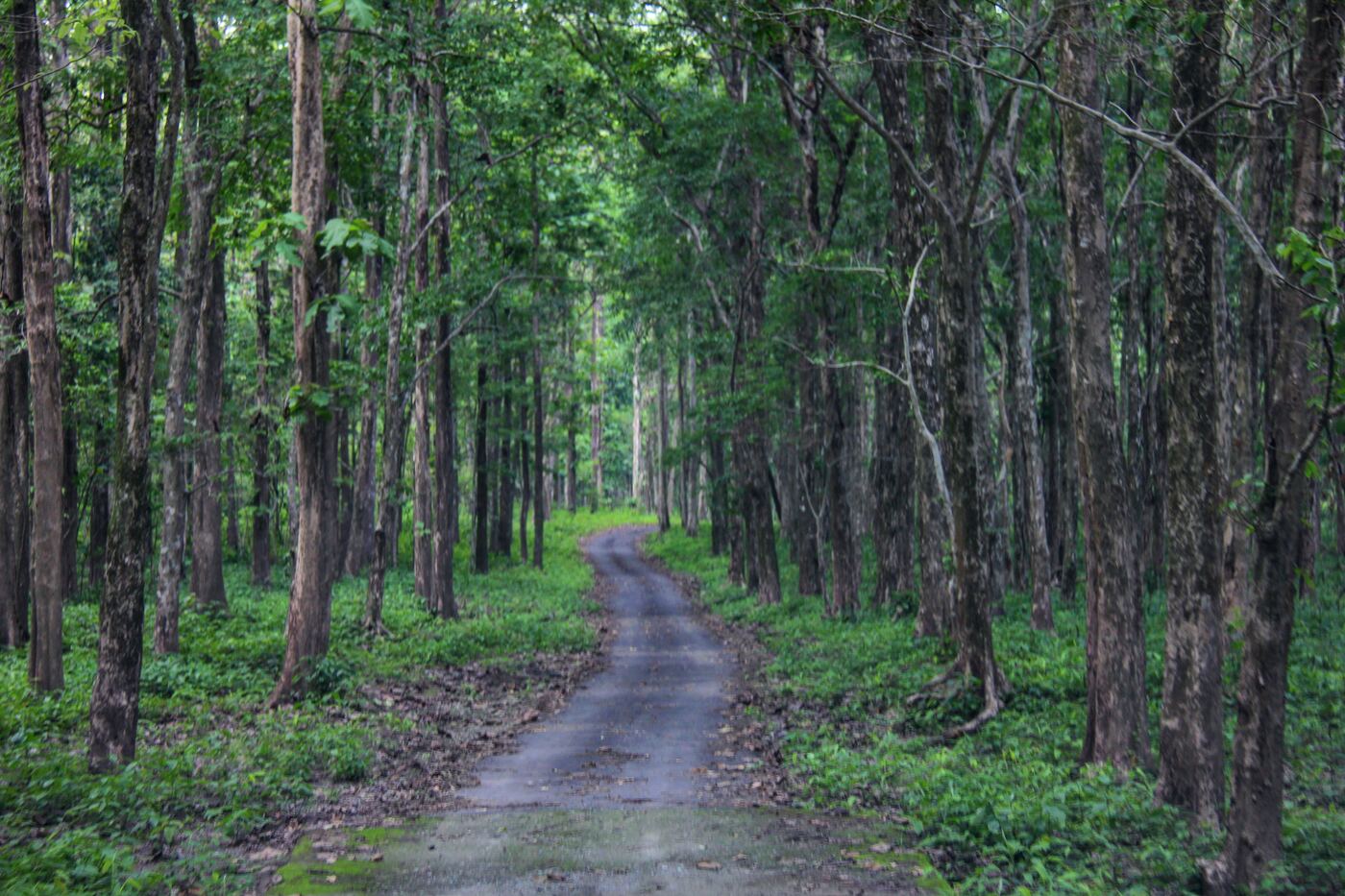 Mahananda Wildlife Sanctuary near Siliguri